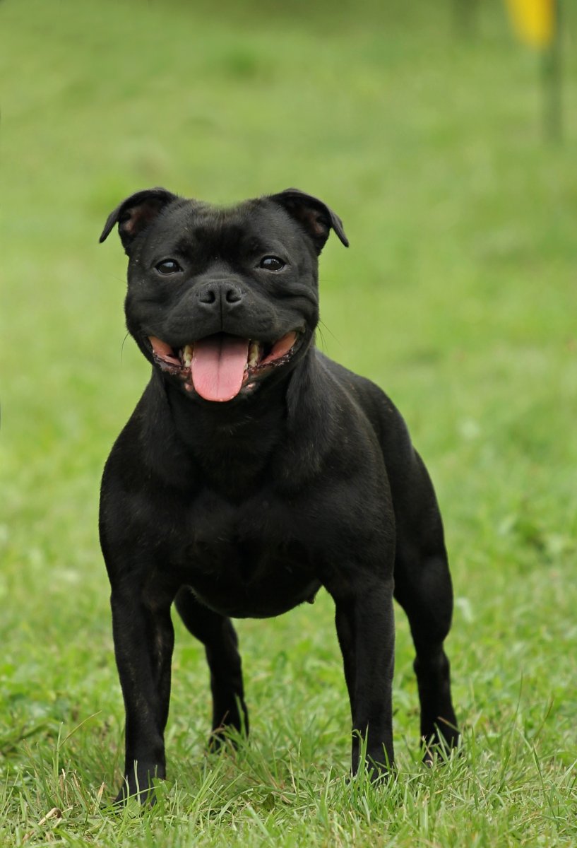 Стаффордширский питбультерьер