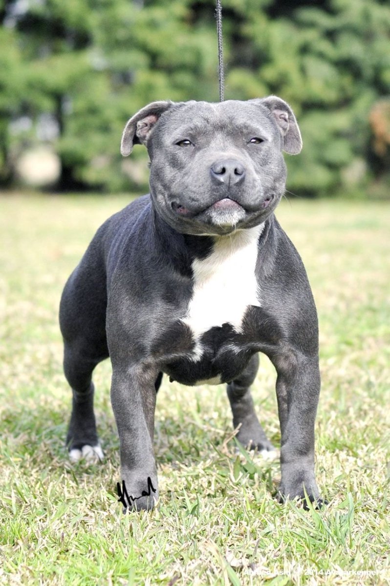 Стаффордширский бультерьер