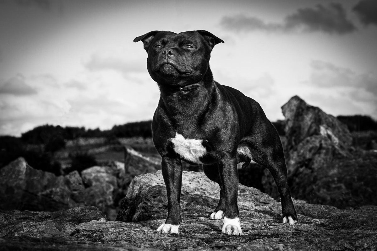 Ирландский стаффордширский терьер