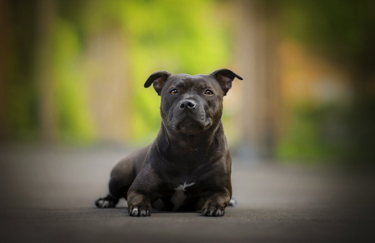 Стаффордширский бультерьер