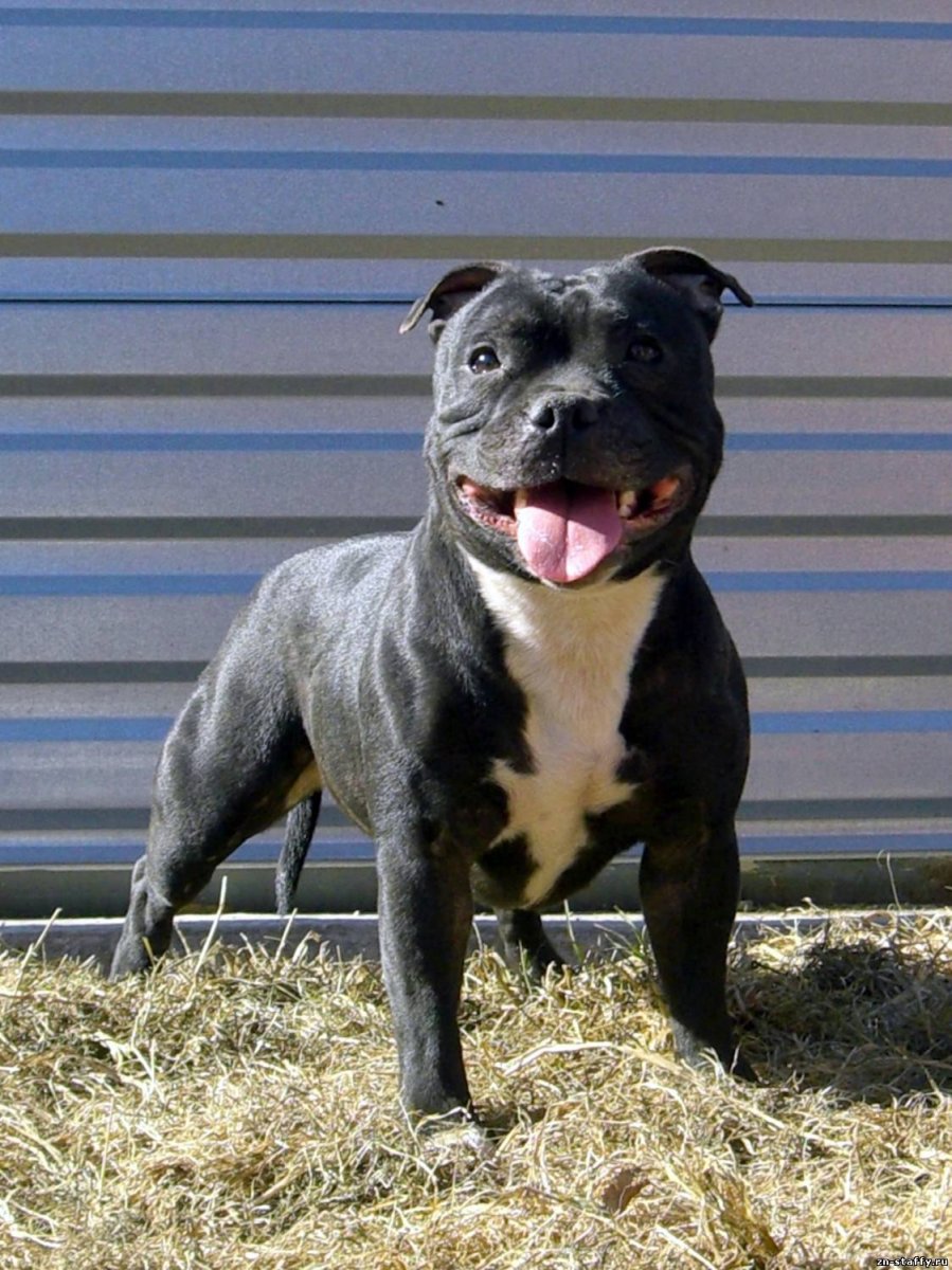 Английский стаффордширский бультерьер