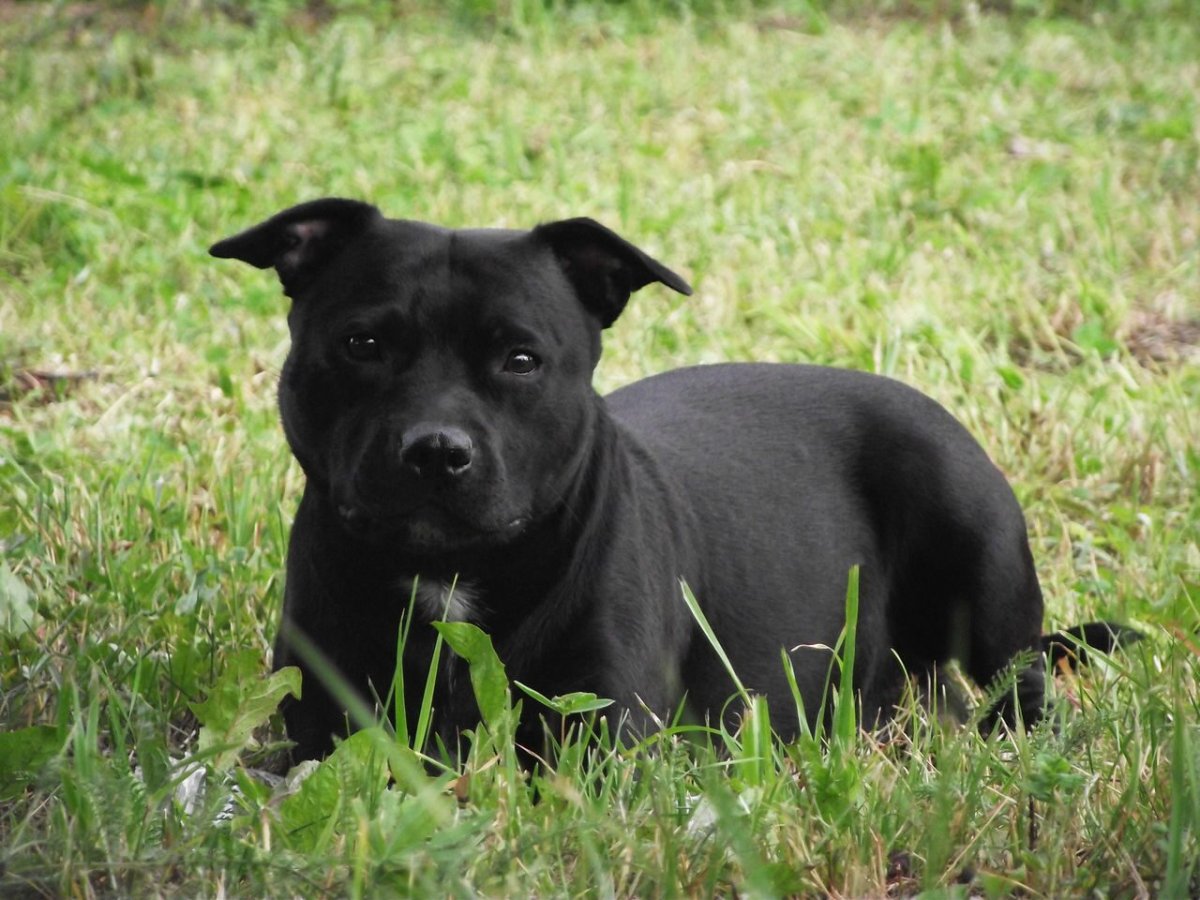 Стаффордширский питбультерьер