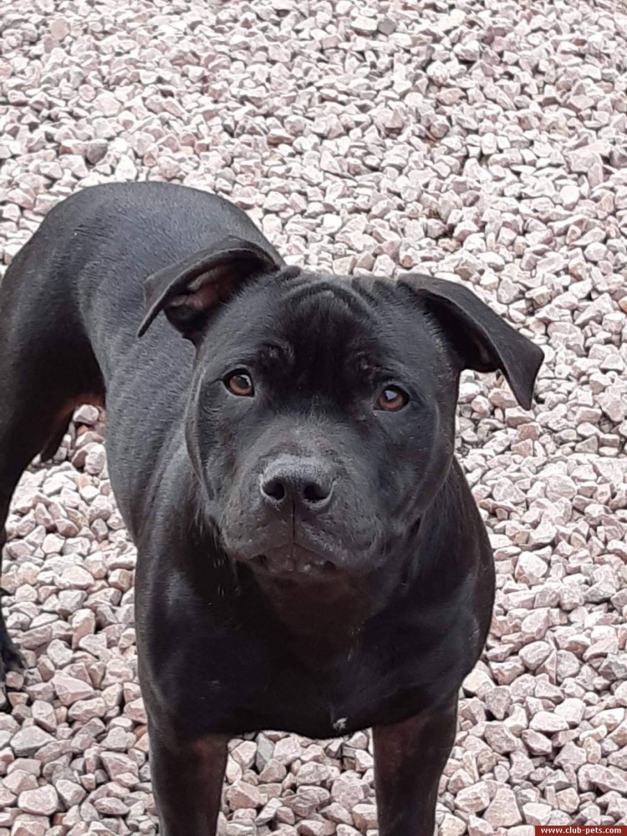 Стаффордширский бультерьер