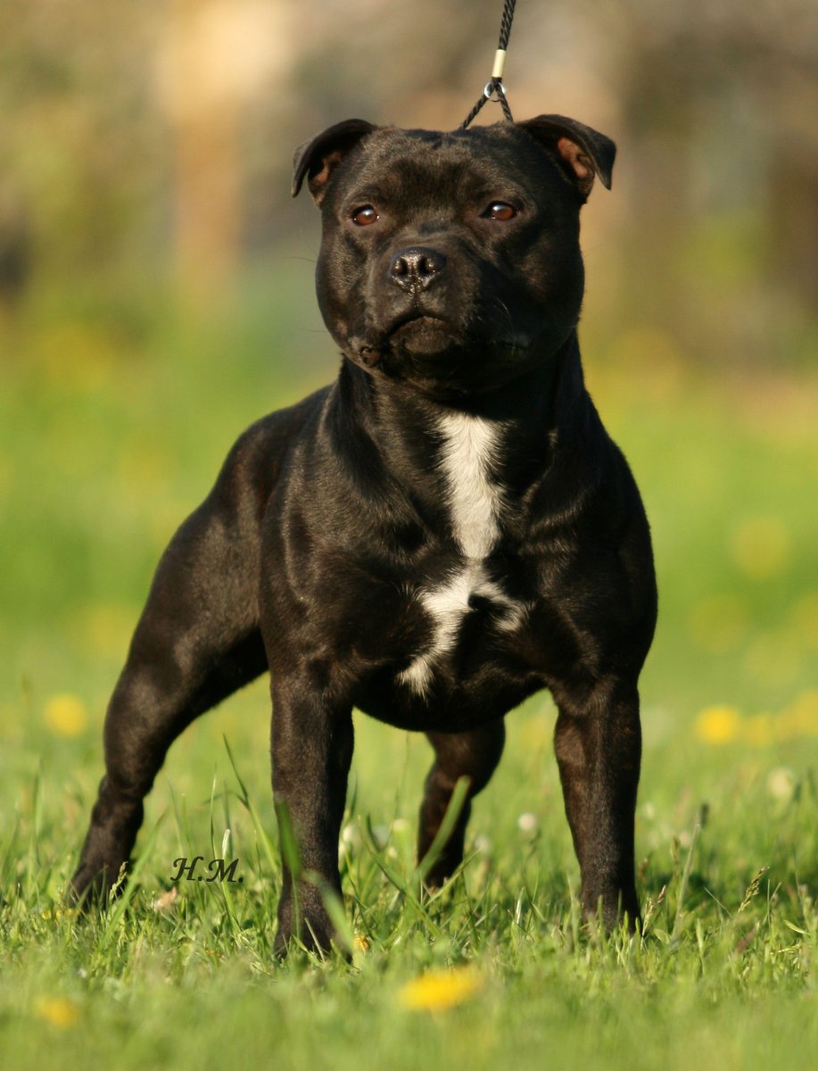 Английский стаффордширский бультерьер