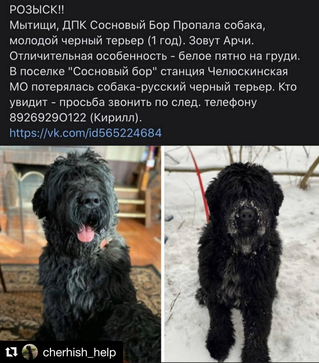 Потерялся черный терьер