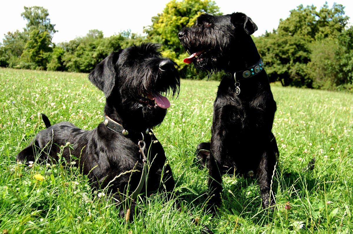 Порода собак Ризеншнауцер