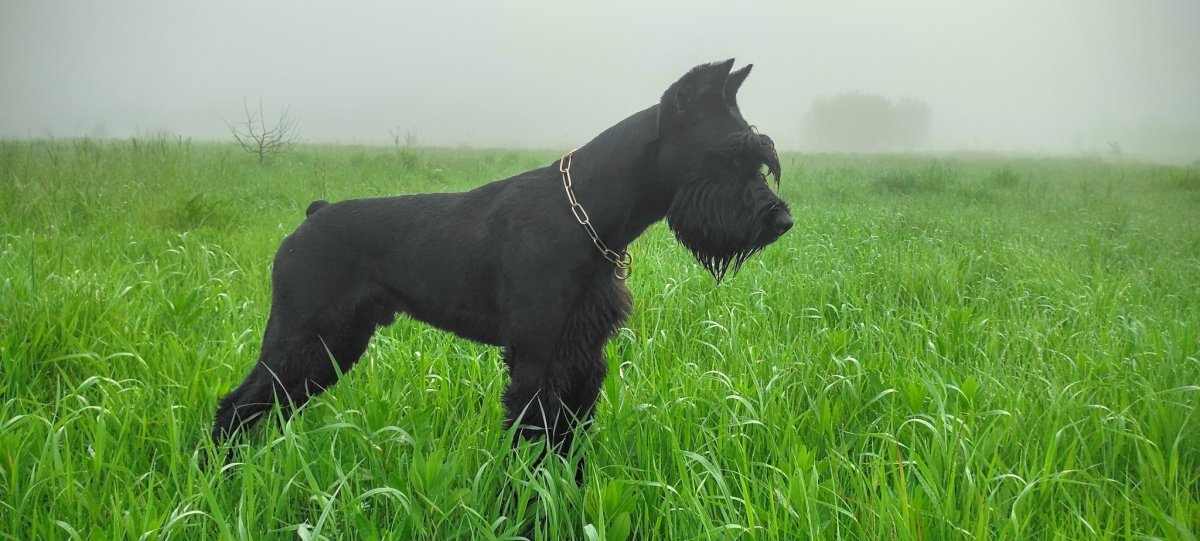 Anubis Rafanes Ризеншнауцер