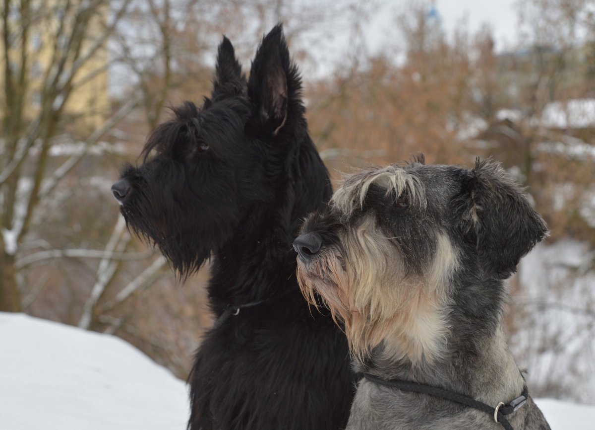 Ризеншнауцер Калуга питомник