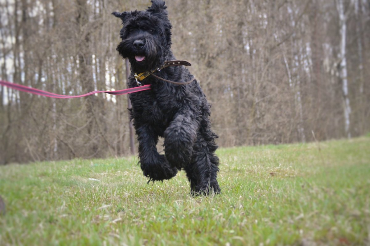 Ризеншнауцер на прогулке