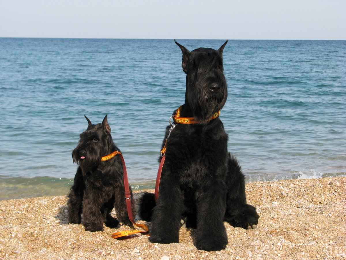 Ризен и цверг вместе