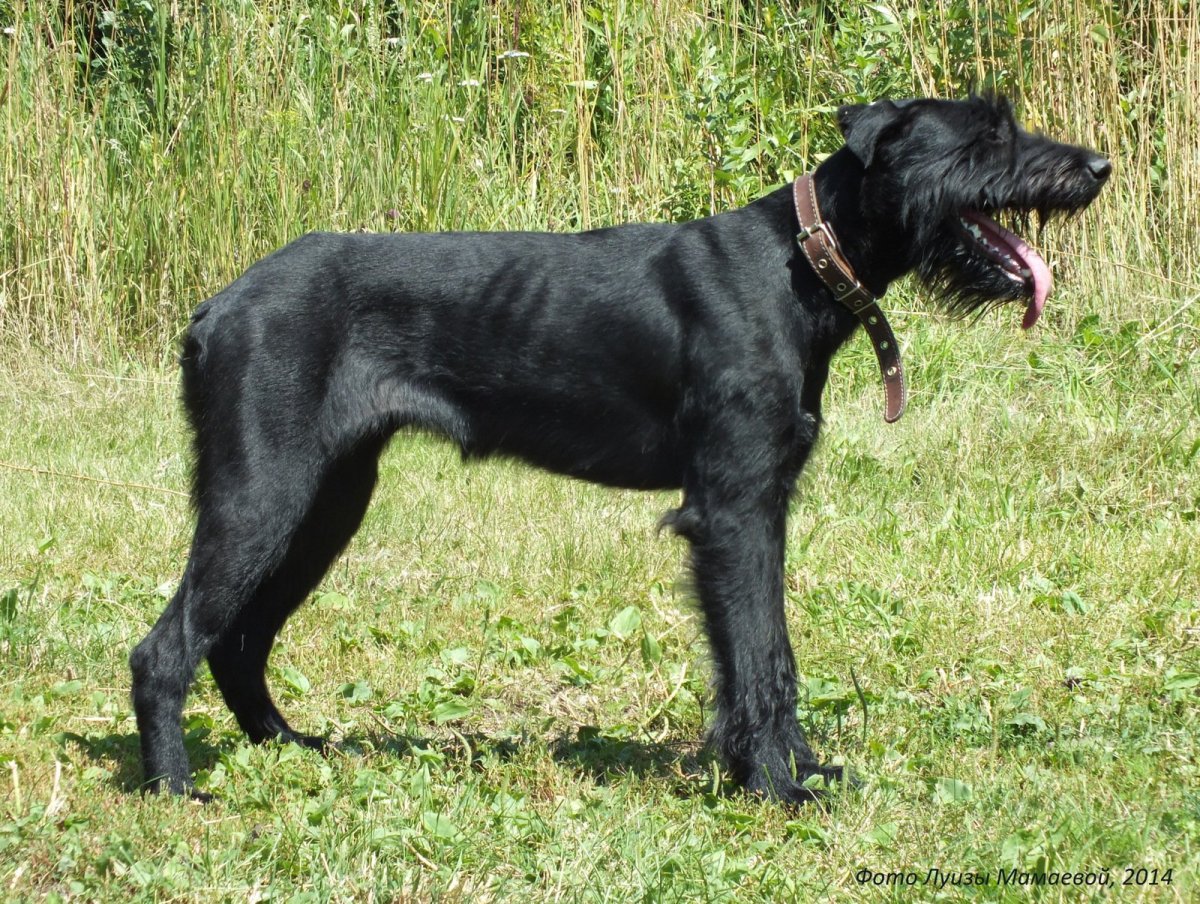 Ризеншнауцер и русский черный терьер