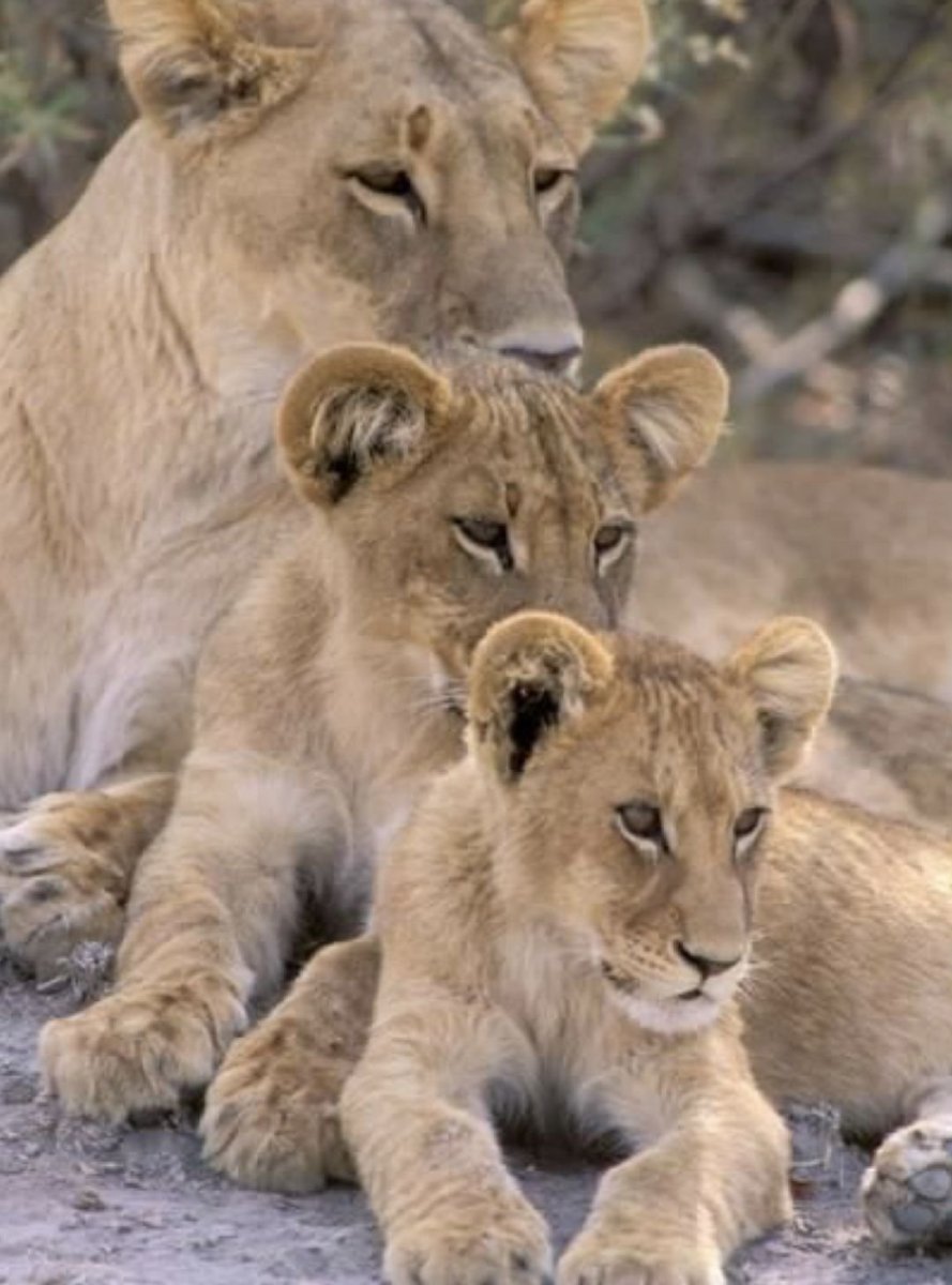 Львица и Львенок