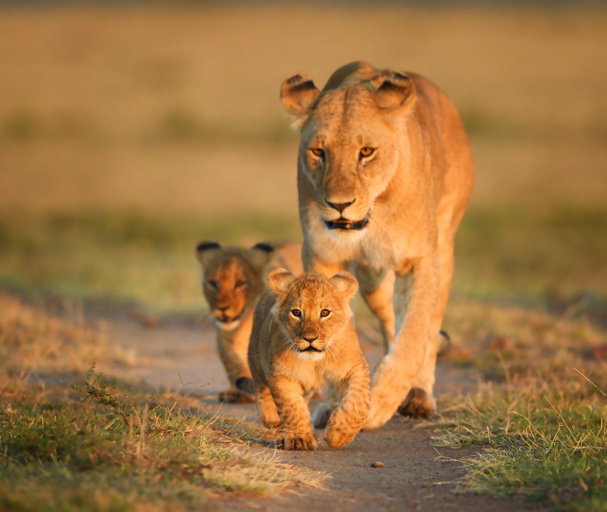 Львица и 2 львенка