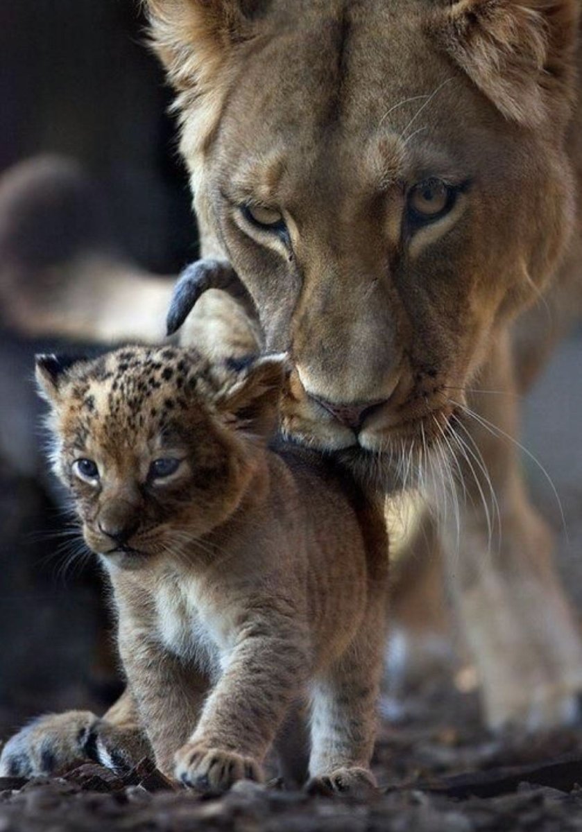 Львица и Львенок