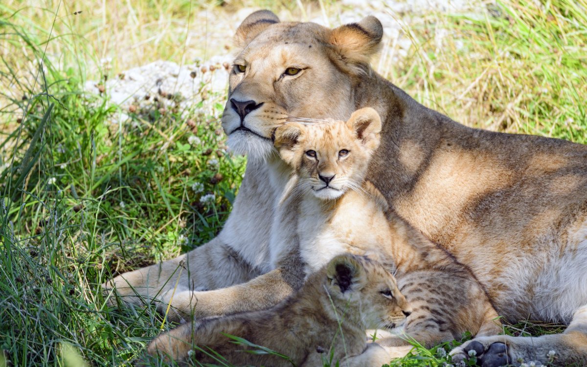 Детеныш Льва
