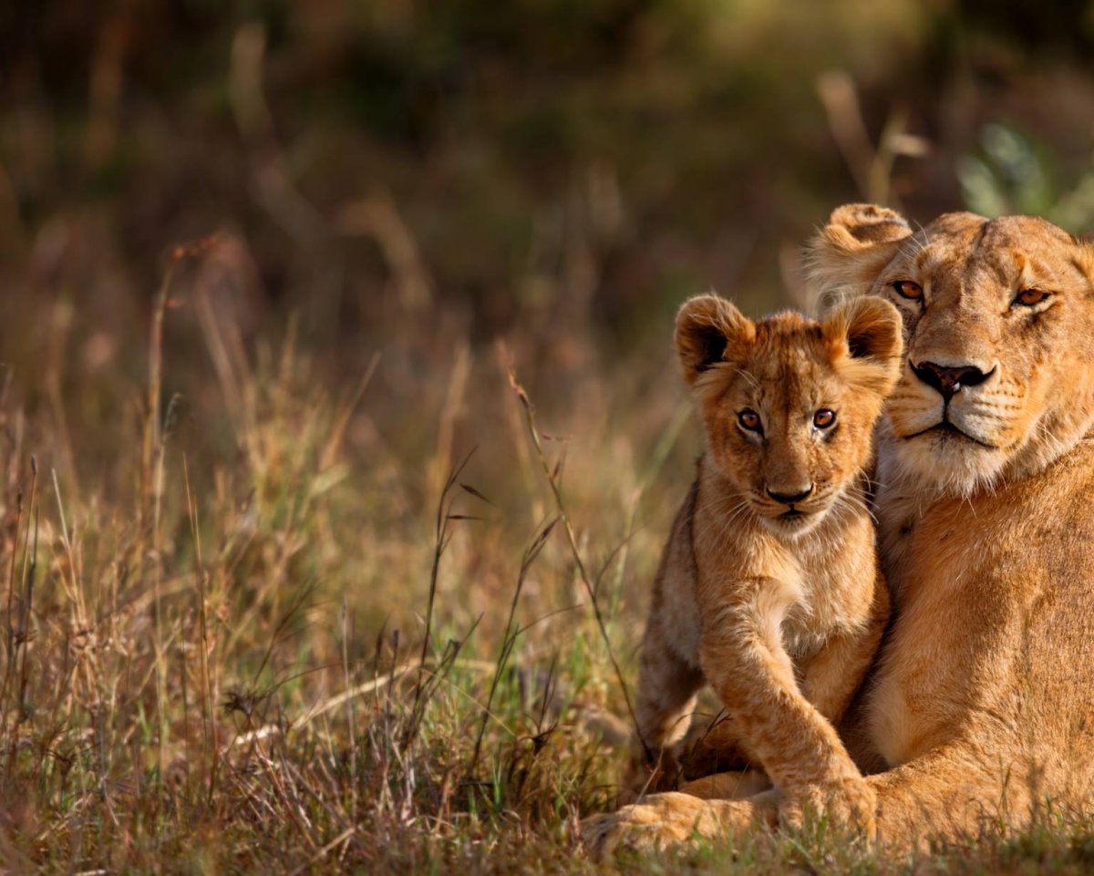 Львица охраняющая своих львят