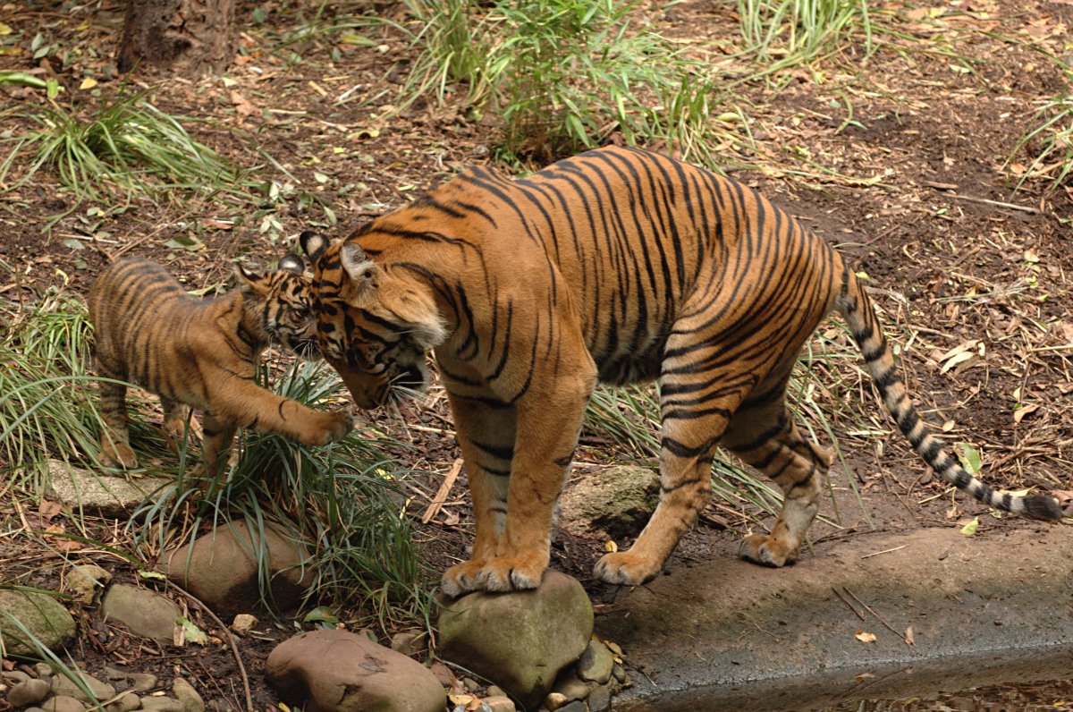 Panthera Tigris sumatrae