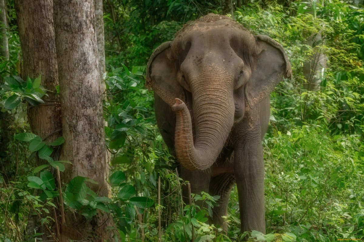 Индийский слон в тропическом лесу
