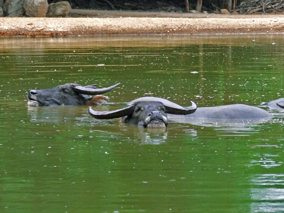 Тайланд животный мир