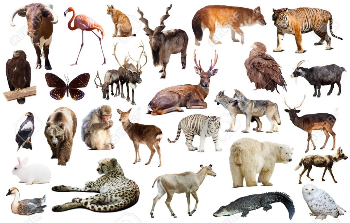 Животные Юго Восточной Азии