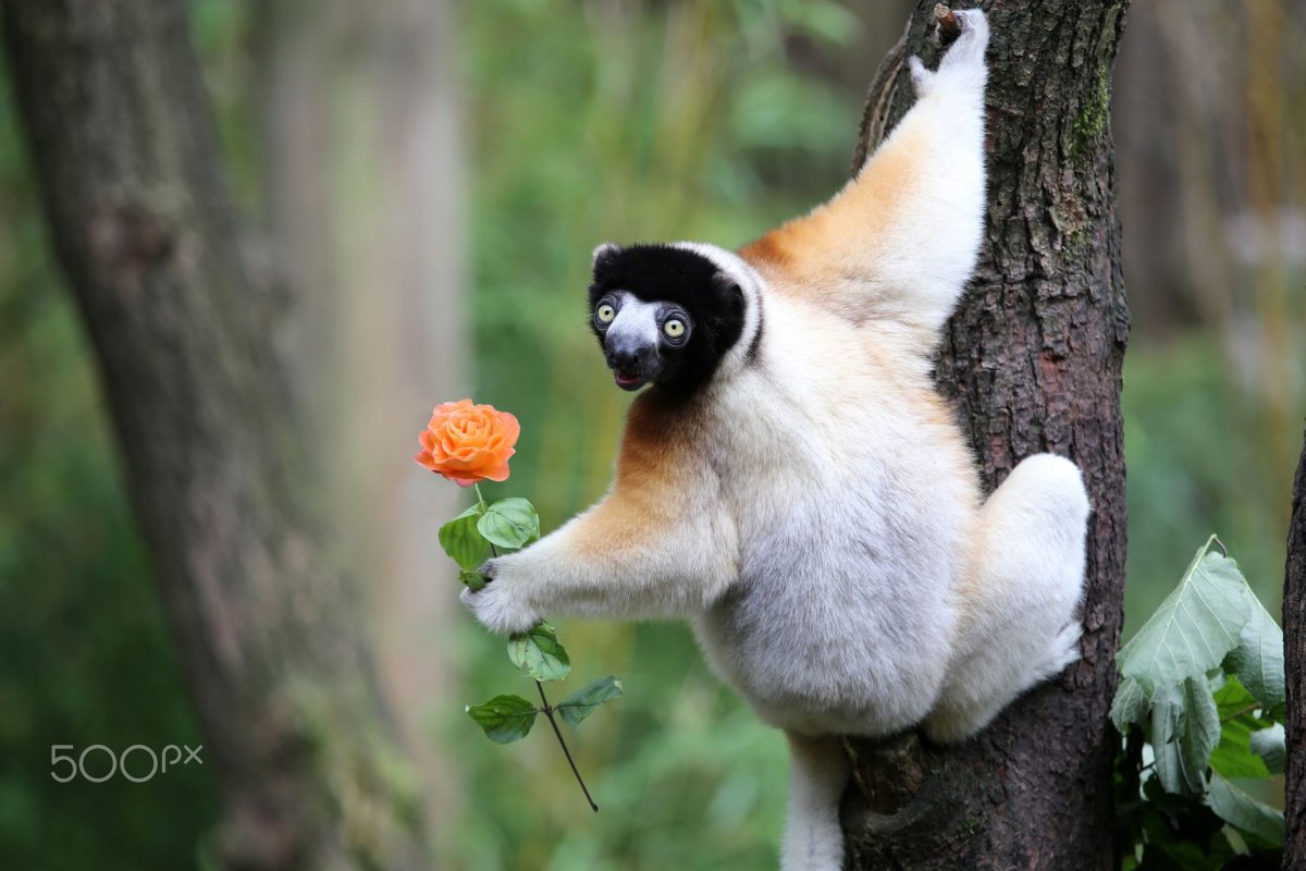 Животный мир Мадагаскара