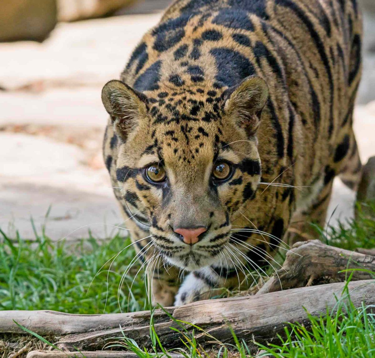 Тайваньский дымчатый леопард