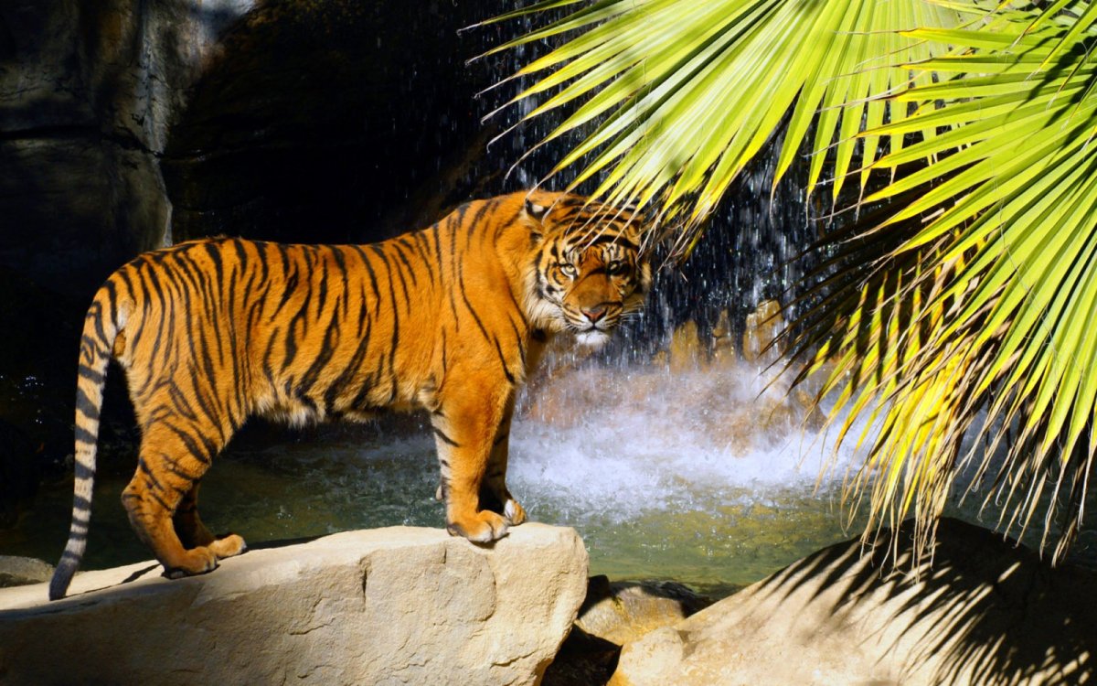 Тигр у водопада