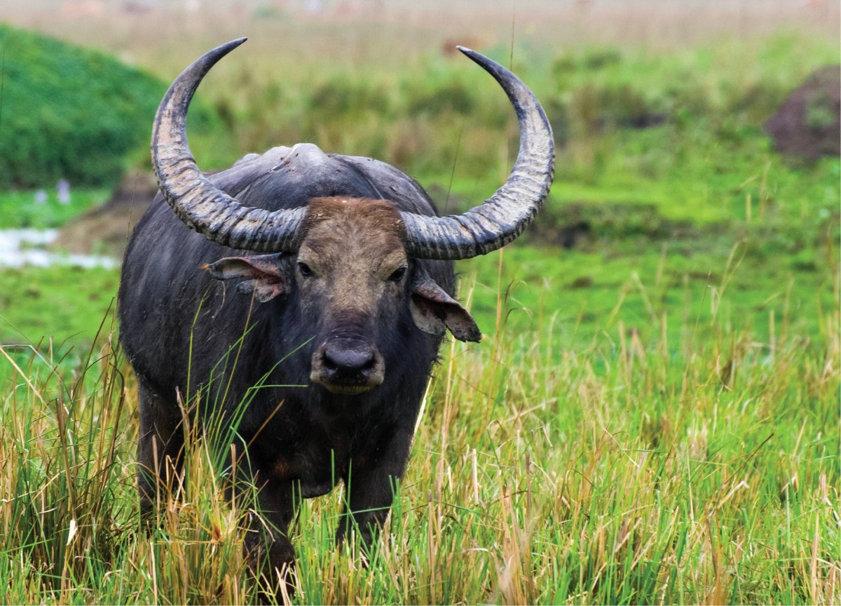 Азиатский буйвол в Австралии
