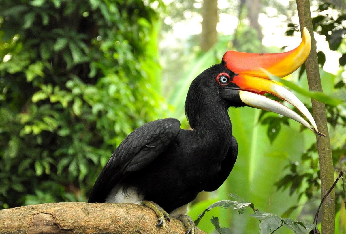 Птица двурогий калао