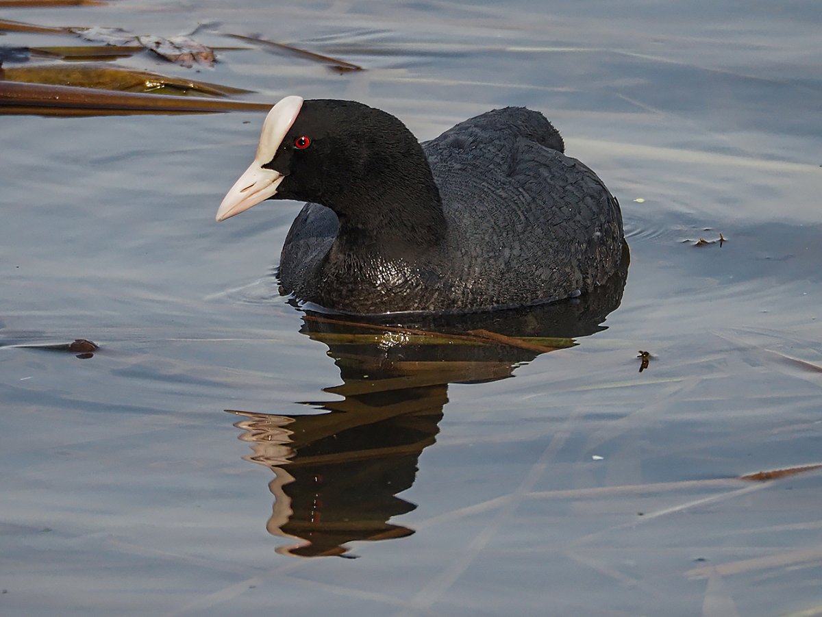 Лысуха птица в Санкт-Петербурге