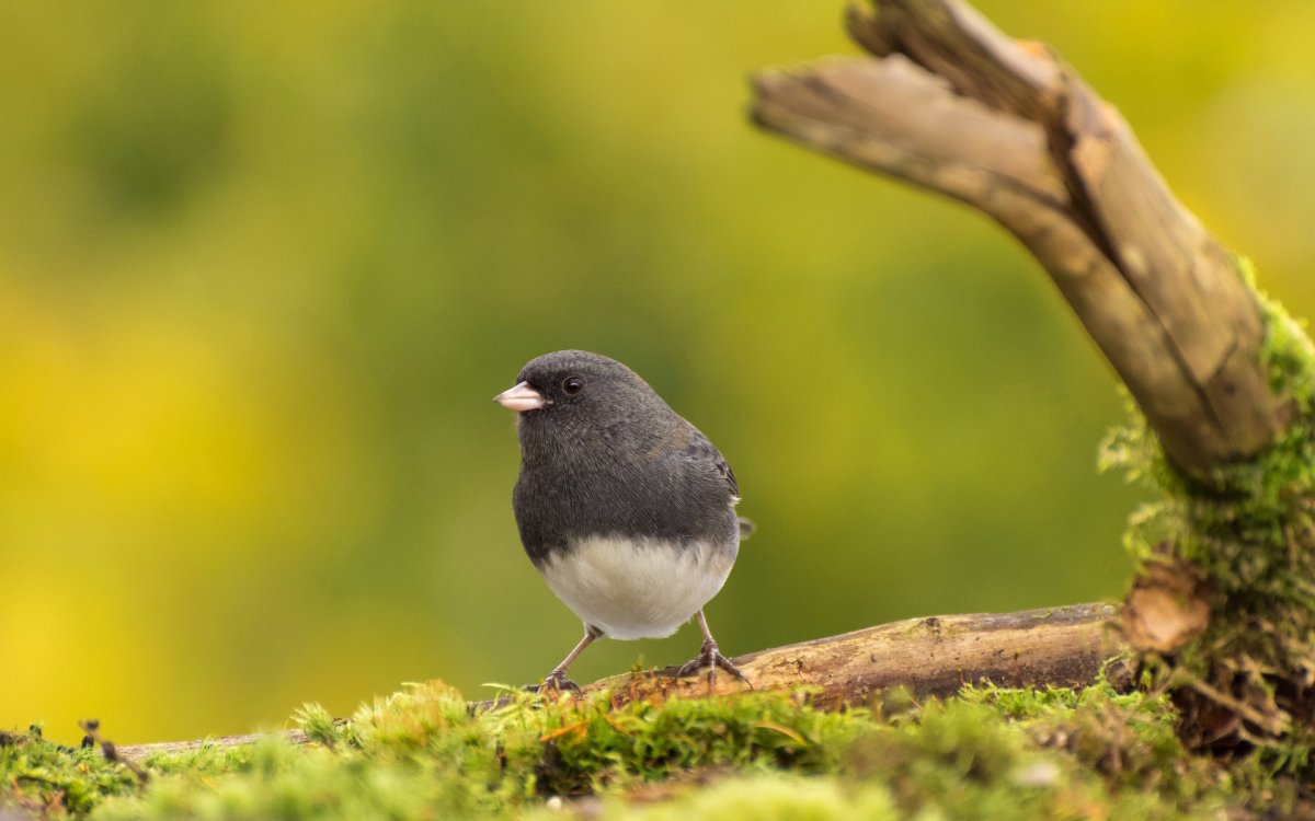 Юнко животное