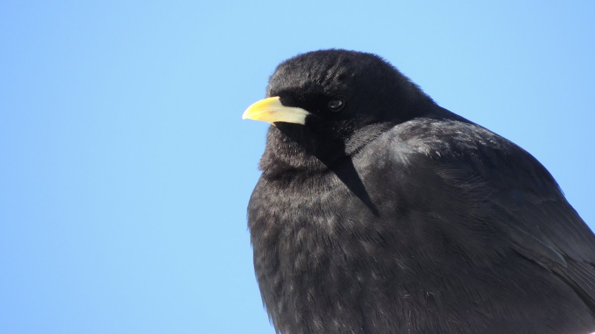 Черный Дрозд