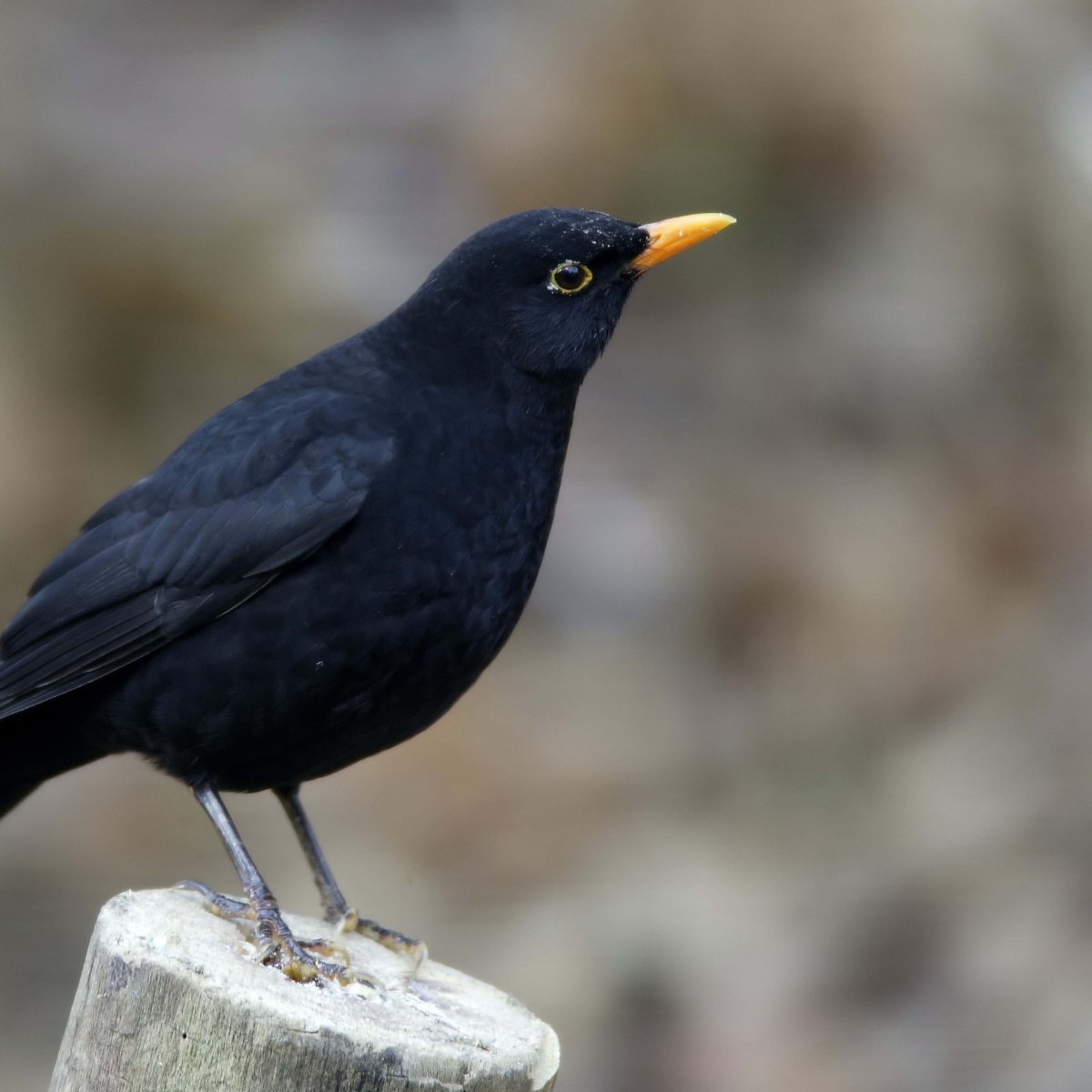 Черная птица в крапинку с желтым клювом