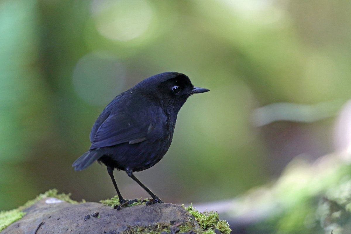 Малый черный флейтист птица