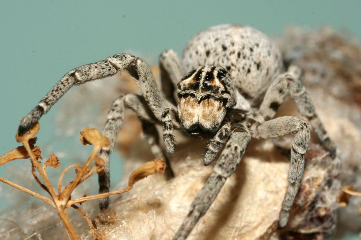 Stegodyphus lineatus паучата