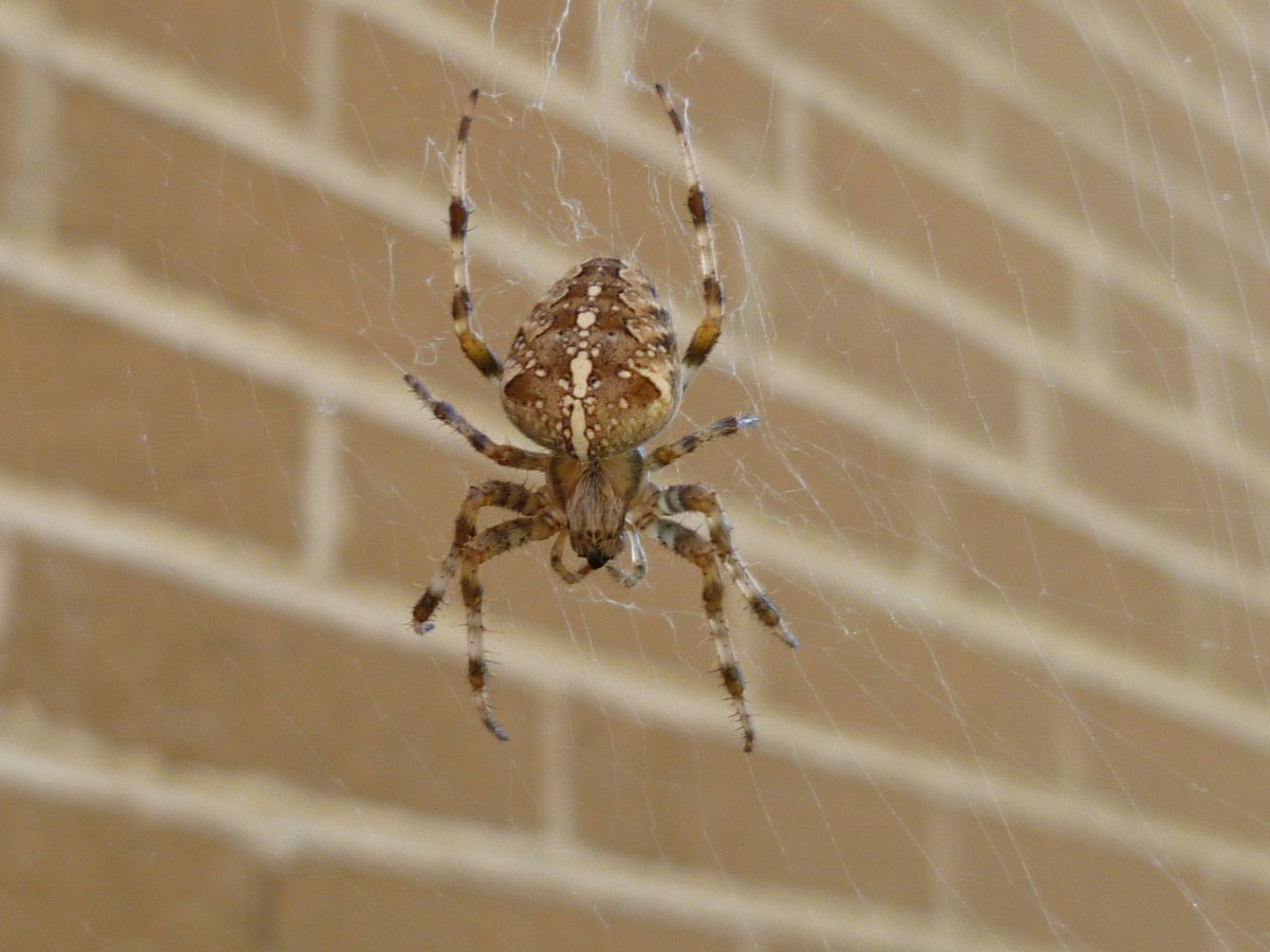 Пятнистый паук