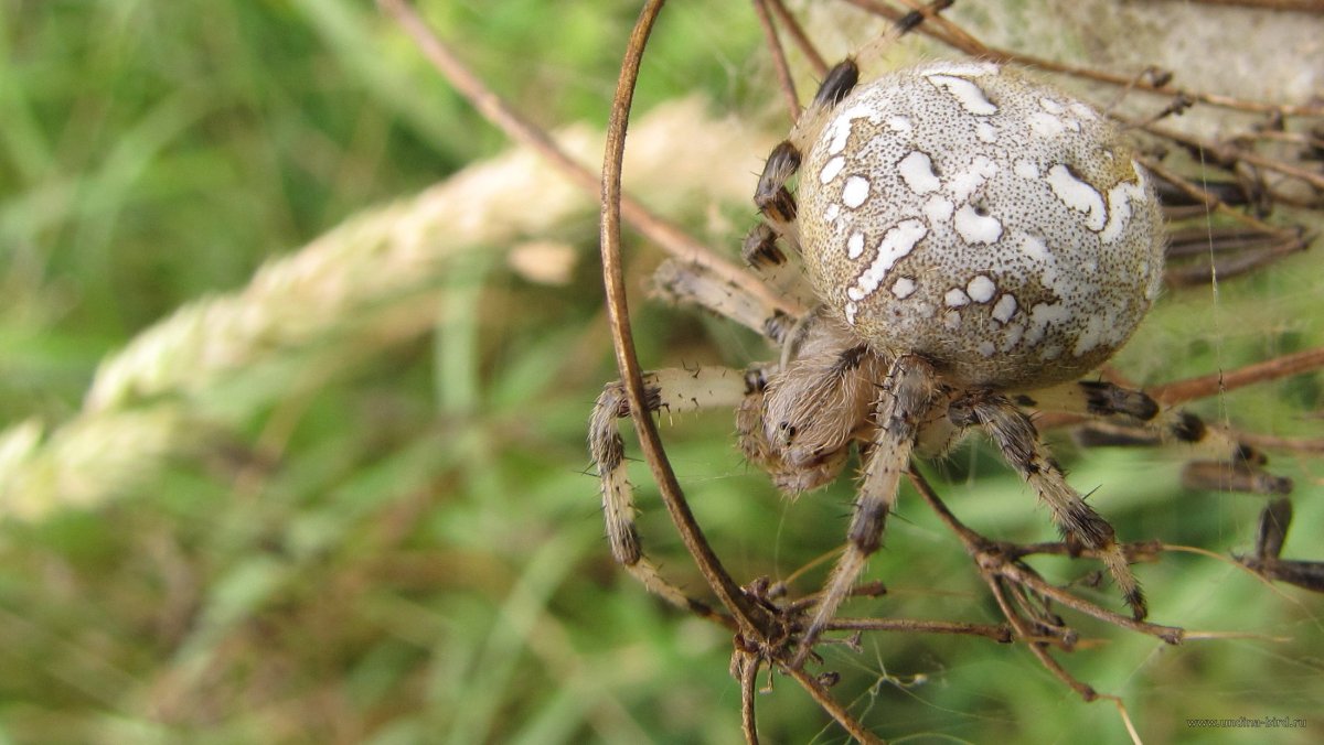 Araneus Quadratus Луговой крестовик