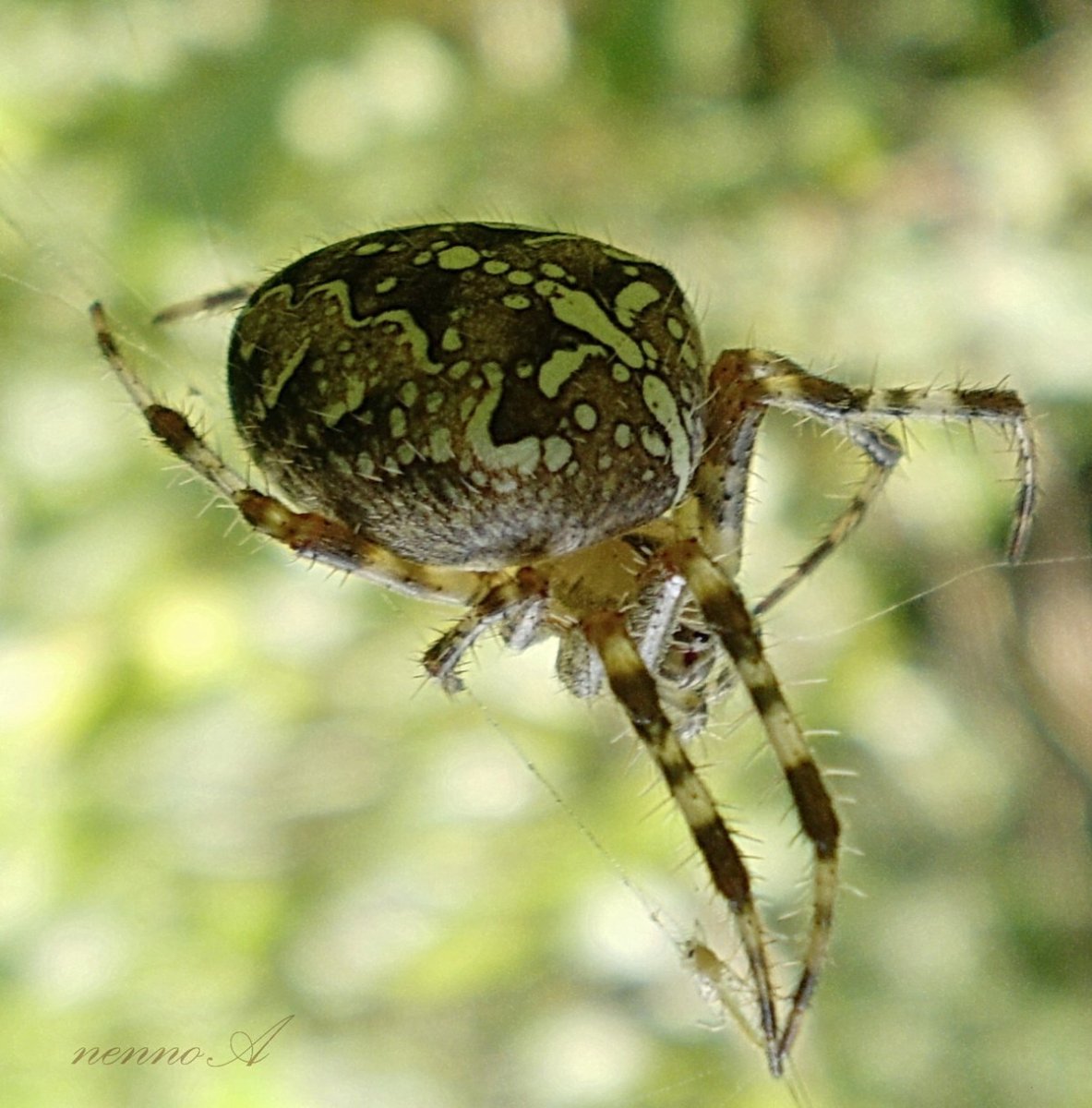Паук с золотой спинкой