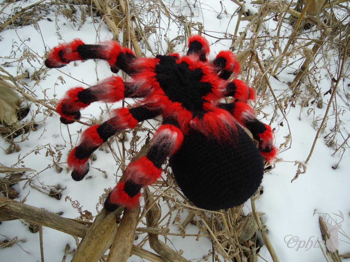 Паук птицеед красный