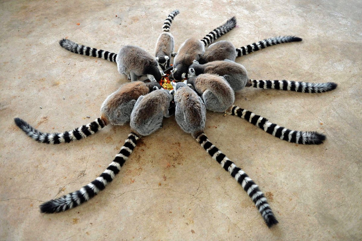 Необычные хвосты животных