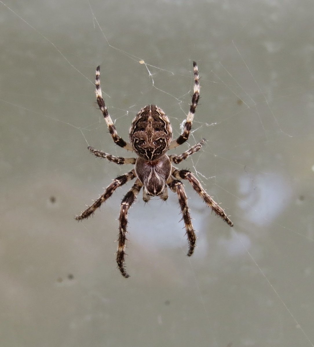 Паук крестовик Дальневосточный