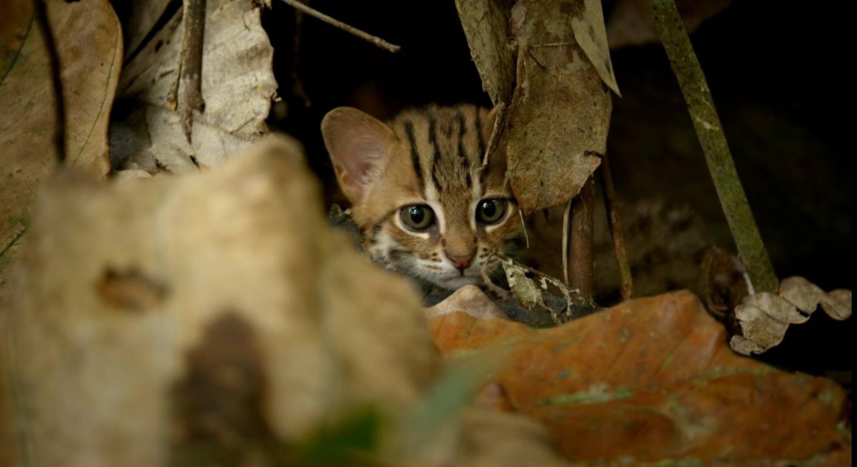Rusty spotted Cat самая маленькая кошка