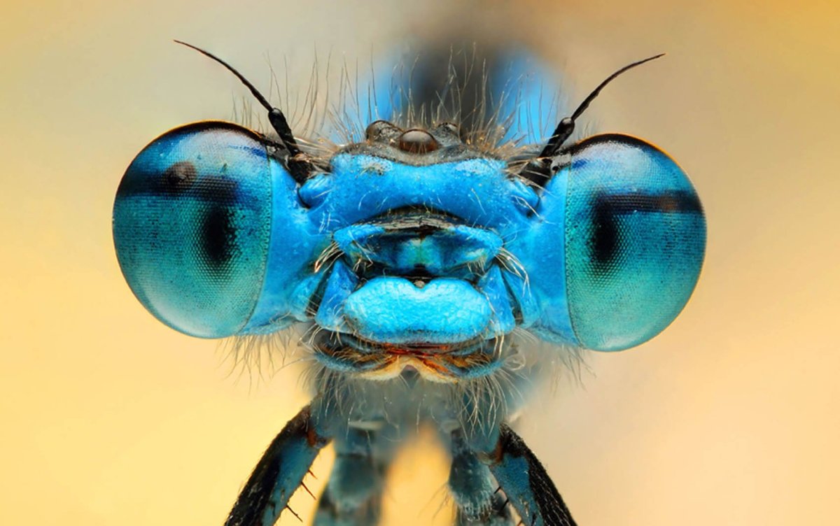 Морда Стрекозы