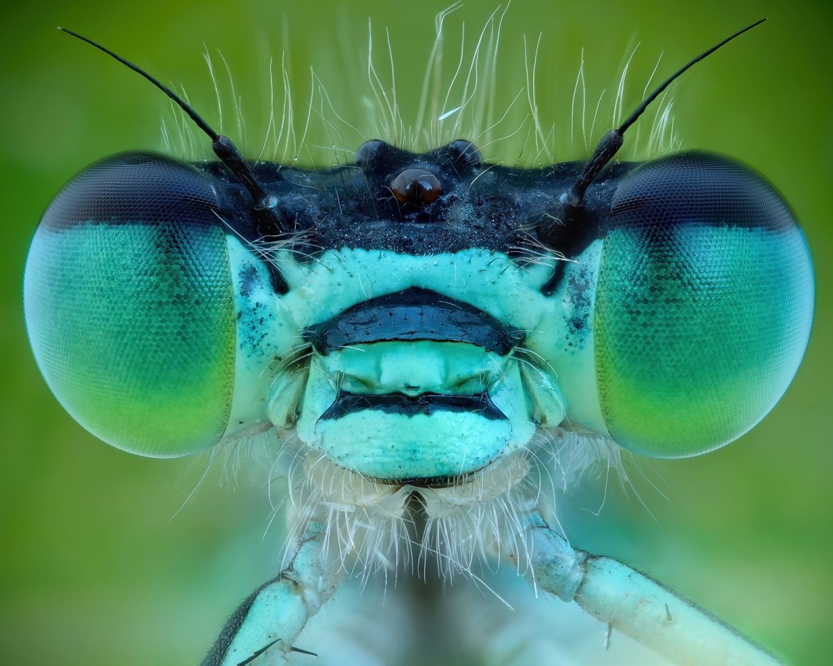 Мир глазами Стрекозы