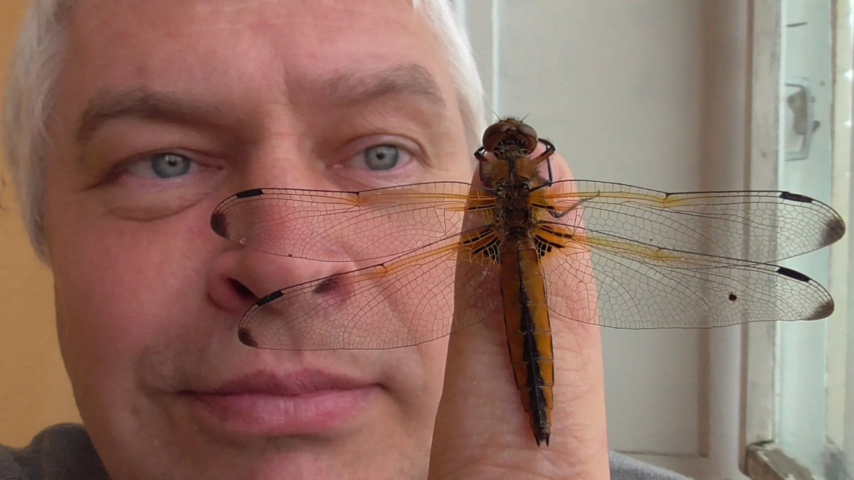 Человек Стрекоза