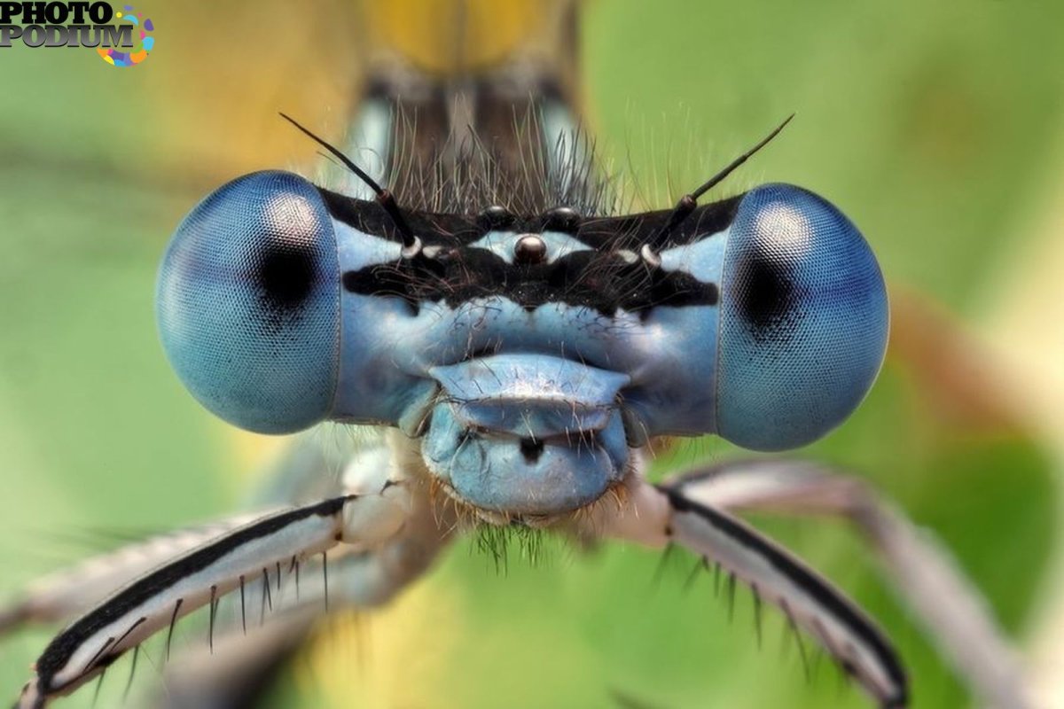 Лицо Стрекозы