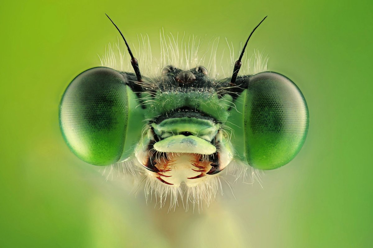 Челюсти насекомых