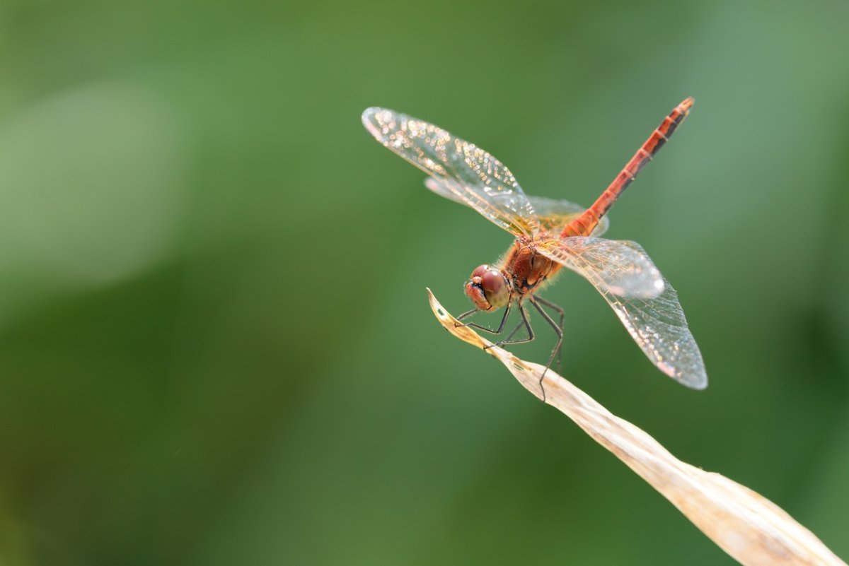 Сжатобрюх Южный