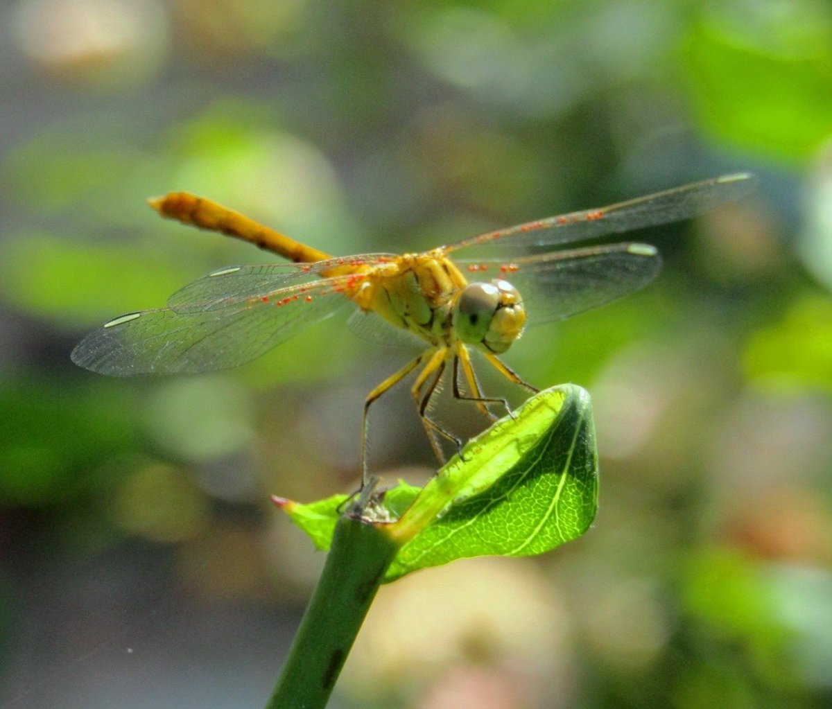 Стрекоза улыбается
