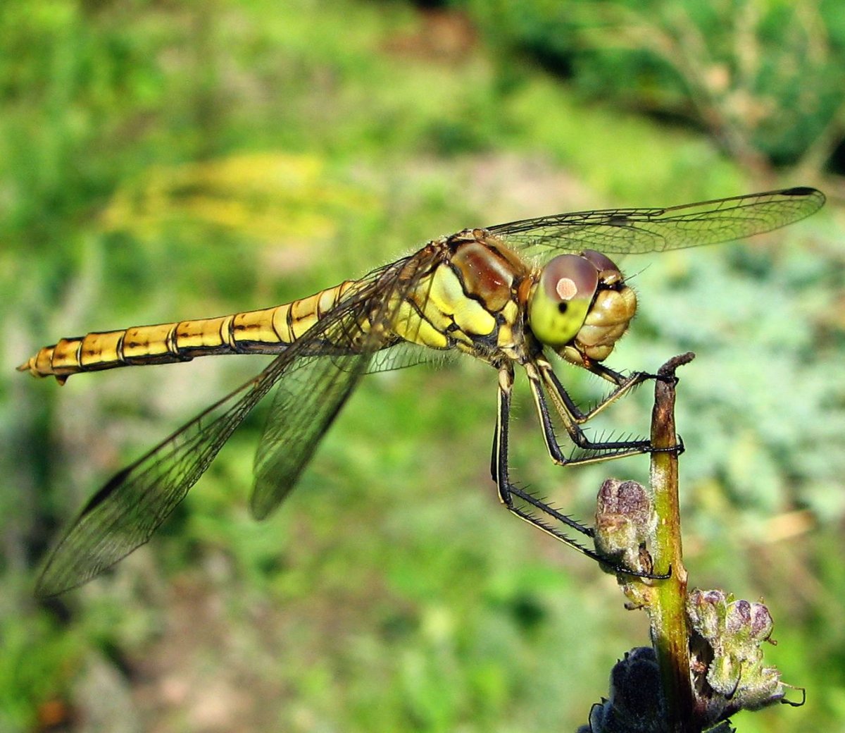 Sympetrum vulgatum (Linnaeus, 1758)